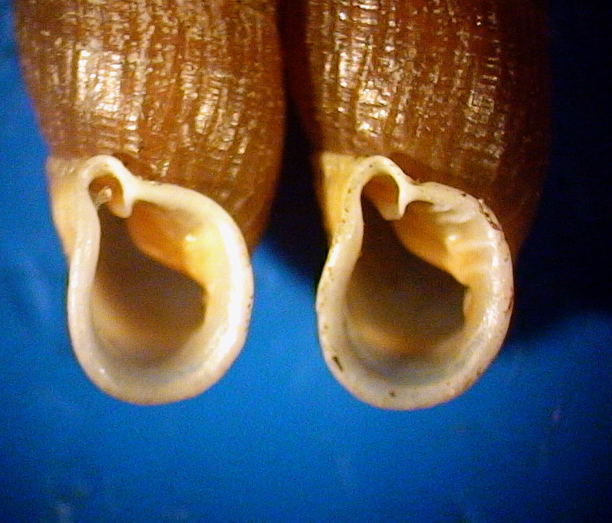 Macrogastra (Pyrostoma) asphaltina (Rossmssler 1836)